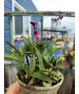 Dendrobium kingianum orchid 2 yr bare rooted flower color pink, and or m... - $18.91