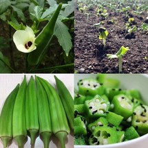 New Arrival Organic 10 seeds Okra Seeds Non GMO Good For Kidney Garden- ... - £6.30 GBP