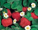 SEPTH 5 Ozark Beauty Everbearer Strawberry Plant Perennial Fruit Plant - $5.92