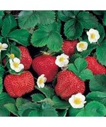 SEPTH 5 Ozark Beauty Everbearer Strawberry Plant Perennial Fruit Plant - $5.92