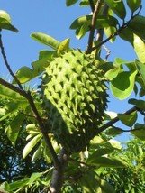 10 Seeds Soursop Guanabana Annona Muricata  - £15.42 GBP