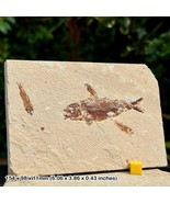 Rare Osmeroides &amp; 3 Fossil Fish Ensemble - Upper Cretaceous, Lebanon - 100% - £238.78 GBP