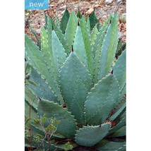 Worldwide Shipping 10Pcs Agave Maximiliana Agave Garden Plants Seeds - $24.04