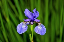 LimaJa BLUE FLAG IRIS Versicolor Fragrant Native Purple Yellow White Flower 25 S - £4.69 GBP