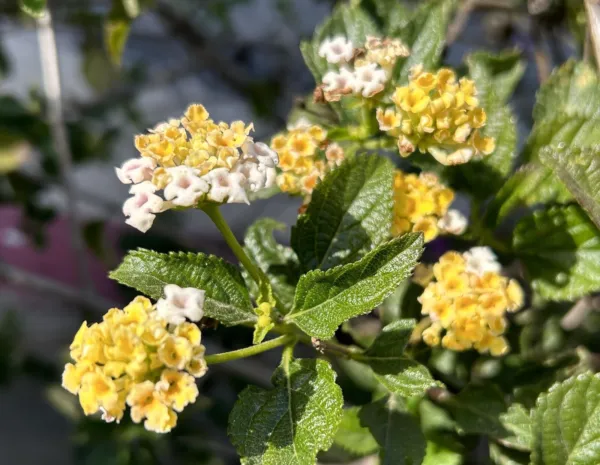 Yellow White Lantana Camara 20 Seeds 2024 Usa Garden Fresh - $17.98