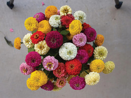 100 Oklahoma Formula Mix Zinnia Seeds Fast US Shipping - $10.96