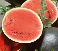 25 Premium Fresh Sweet Sugar Baby Nongmo Watermelon Seedsb 65 - £6.44 GBP