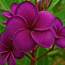Dark Purple Plumeria Seeds: Fragrant Hawaiian Flower (Approx. 5 Seeds) - $13.95