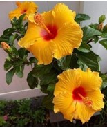 30 SEEDS ORANGE HIBISCUS FLOWER 90% GERMINATION RATE GROW GARDENS FAST W... - $8.35