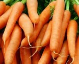Little Finger Baby Carrot Seeds 1000 Vegetable Garden Culinary Fast Ship... - £7.22 GBP