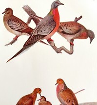 Passenger Pigeon Mourning Dove 1936 Bird Lithograph Color Plate Print DW... - £19.91 GBP