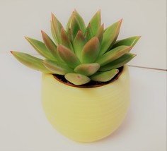 Miranda Succulent in Yellow Self-Watering Pot - Live Plant Echeveria 3" Planter image 5