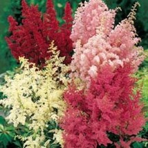 200 Astilbe Bella Seeds Mix Seeds Fresh Seeds Gardening USA - £16.73 GBP