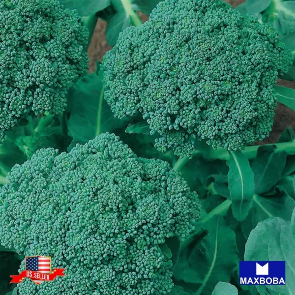 Non Gmo 125+ Waltham 29 Broccoli Seeds (Organic)Heirloom Fresh Garden - £5.47 GBP