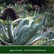 New Fresh Succulent Seeds Agave 20 Seeds American Century Plant Agave Americana - £13.06 GBP