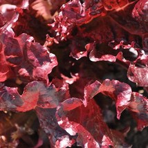 Organic Merlot Lettuce Fresh Seeds USA - $8.00