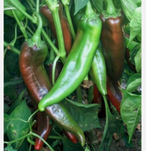 Easy To Grow Seed - 50 Seeds Chili Pepper Joe E. Parker - £3.18 GBP