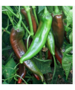 EASY TO GROW SEED - 50 Seeds Chili Pepper Joe E. Parker - £3.17 GBP