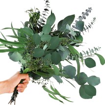 12 Pcs Mixed Real Dried Eucalyptus Leaves Stems Preserved Eucalyptus Branches Si - £26.39 GBP