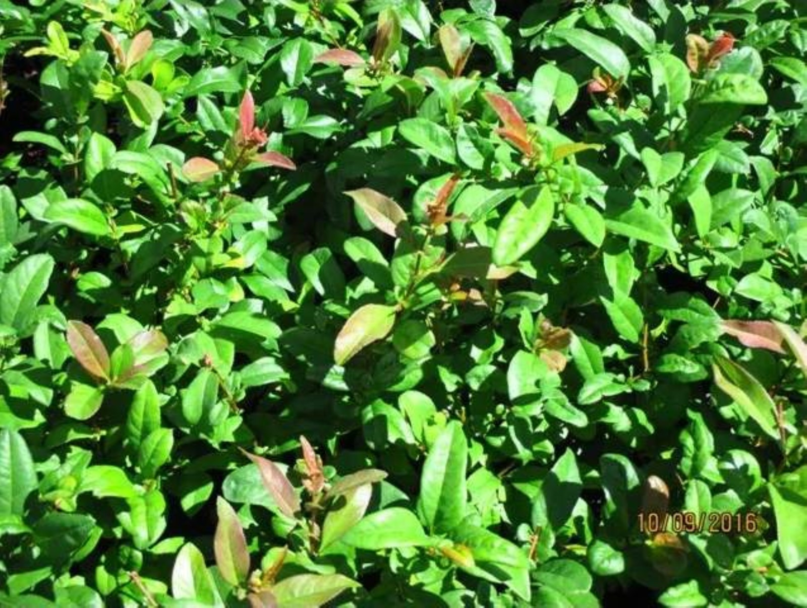 Item image 13