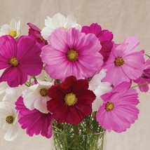 1,500 Cosmos Seeds Sensation Mix FLOWER SEEDS - Garden Seeds - FREE SHIP - £39.49 GBP