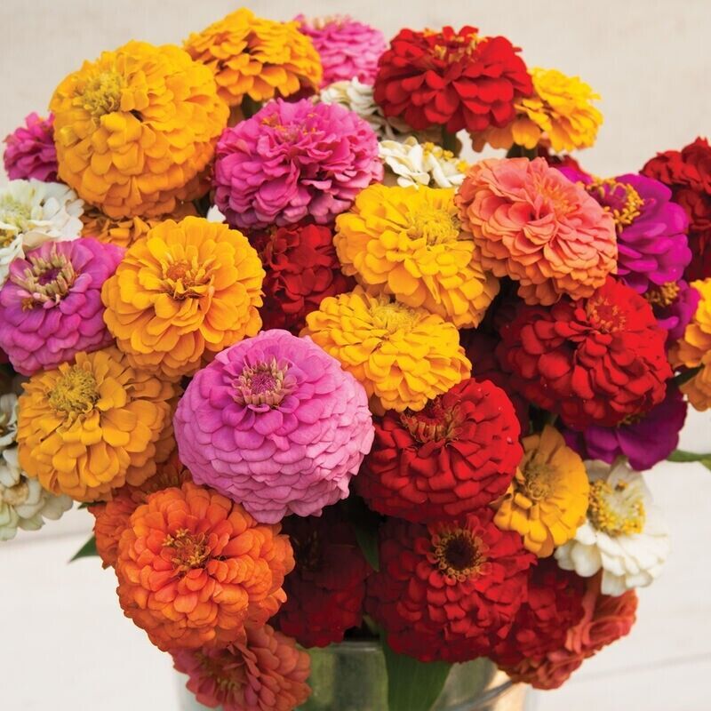 RD 100+ Oklahoma Mix Zinnia Seeds for Garden Planting  - $5.15