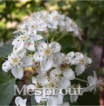 SL 100Pcs Double Color Viburnum Sargentii Bonsai Potted Garden Flower Bo... - $52.35 MXN