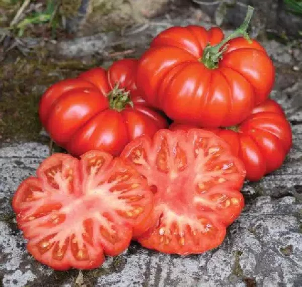 50 Seeds Costoluto Genovese Tomato Juicy Tomatoe Vegetable Garden New Fr... - £5.84 GBP