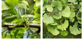 Live Plant 6 to 8 inches - Ginkgo Biloba Tree - Maidenhair Tree - Living Fossil - $32.99