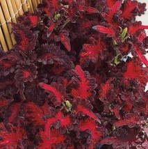 COLEUS BLACK DRAGON INDOOR OUTDOOR PLANT FLOWER SEEDS - $7.25