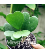 Kerrii Bonsai December Orchid Family Bonsai Garden Supplies 100Pcs Bag C... - $11.46