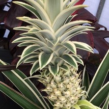 Variegated Pineapple Juicy Starter Plant 2 Plants Fresh Garden - $39.00
