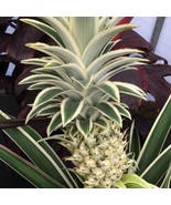 Variegated Pineapple Juicy Starter Plant 2 Plants Fresh Garden - $53.50 CAD
