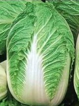 Thjar Chinese Cabbage Seeds Michihili Seeds 500+ NON-GMOSEEDS --BUY 4 Items Fre - £4.01 GBP