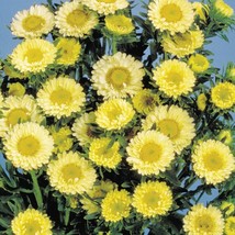 USA SELLER Aster Seeds Aster Matsumoto Yellow 50 Aster Seeds Flower Seeds - £14.52 GBP