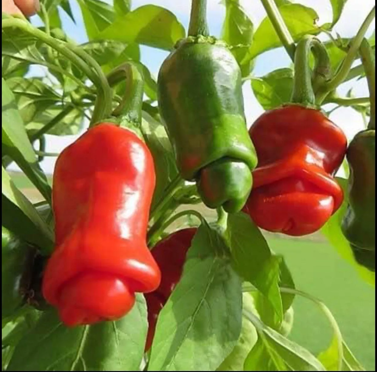 10 Seeds Peter Pepper Hot Pepper Fresh Seeds - £10.56 GBP