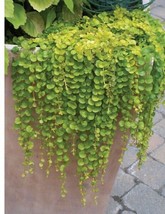 Mpb#12 Multi Pelleted Seeds Dichondra Seeds Emerald Falls 25 Pelleted Seeds Fres - $36.75