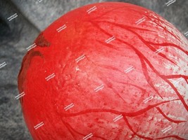 Item image 15