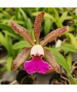 Cattleya Schilleriana X C. Small World Hybrid Orchid NBS in a 4-inch pot... - €25,83 EUR
