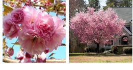 Beautiful Kwanzan Flowering Cherry Tree Gardening Plant - £34.32 GBP