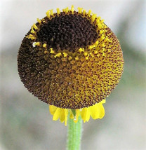 50 Rosilla Helenium Puberulum Autumn Lollipop Sneezeweed Daisy Flower Herb Seeds - $15.20