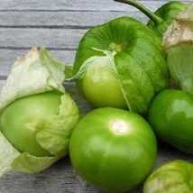 Grande Rio Verde Tomatillo Seeds Organic US Fast Shipping - $37.22 MXN
