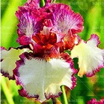 20Pcs Iris Tectorum Seeds Red Rose Red White Colorful Flowers New Fresh Seeds US - $11.26