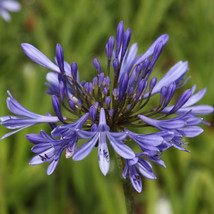 Agapanthus africanus lily - £5.34 GBP