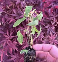 Plants 1 Kiwi Prolific vine Self pollinating! - £23.59 GBP