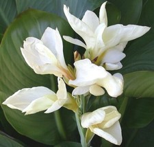 Canna Lily White With Green Leaves (1) Live Plant Bulb ~ Dwarf ~ Light Yellow - £30.36 GBP