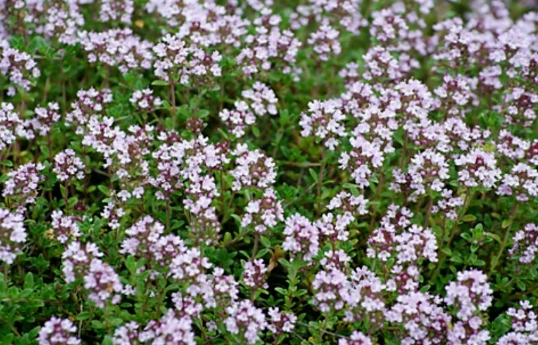 500 WINTER THYME Herb Seeds-Non GMO-Open Pollinated-Organic. - $4.60