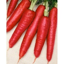 1200 Atomic Red Carrot Seeds Non-GMO Best Price - £5.58 GBP