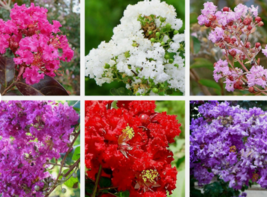 1000 Pc Bulk Seeds Mixed Crepe Myrtle Flower, Lagerstroemia Indica Seeds | RK - £35.25 GBP