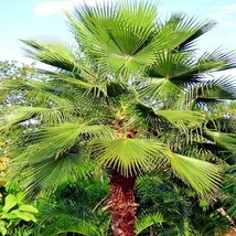 FG 10 Mexican Fan Palm Tree Seeds (Washingtonia Robusta) Tropical Cold Hardy Pla - £10.10 GBP